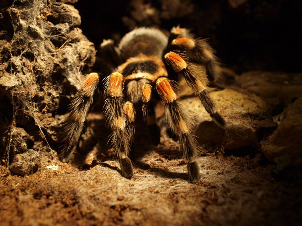Brachypelma smithi 2