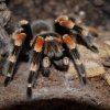 Brachypelma smithi 1