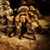 Brachypelma smithi 2