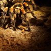 Brachypelma smithi 3