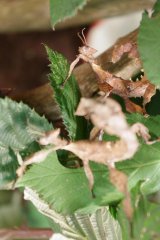 straszyk australijski straszyk australijski