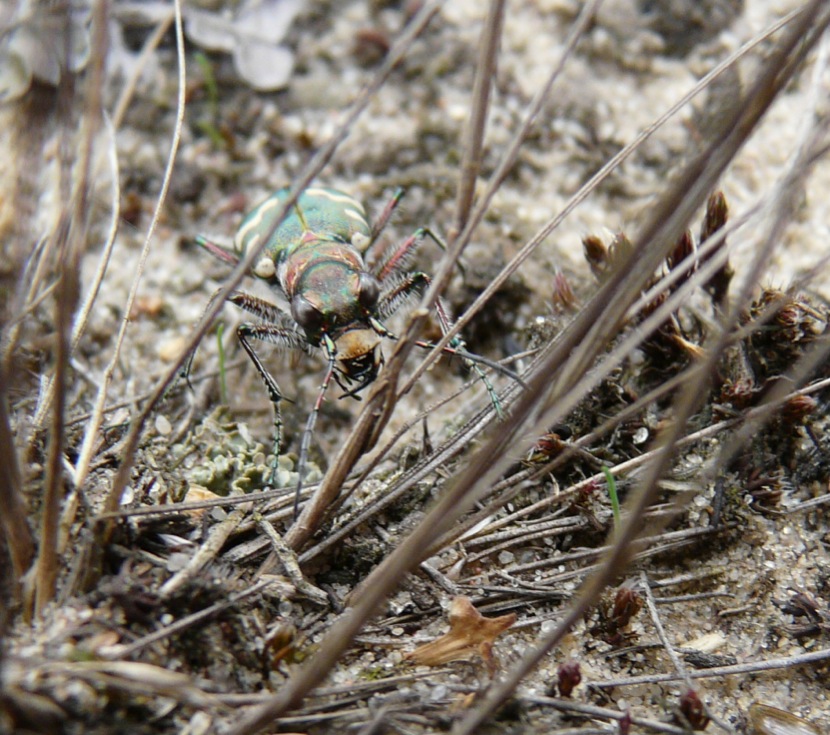 Trzyszcz piaskowy (Cicindela hybrida)