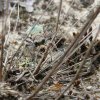 Trzyszcz piaskowy (Cicindela hybrida)