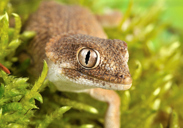tarentola chazaliae