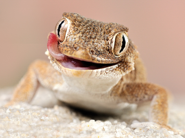 tarentola chazaliae