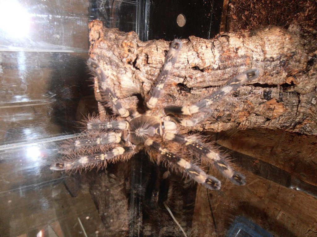 P.subfusca