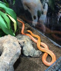 Waż zbożowy Waż zbożowy