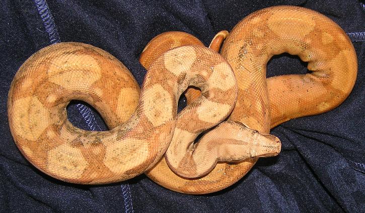 boa 2