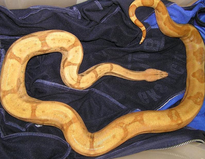 boa 3.