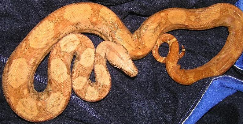 boa 2.