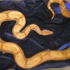 boa 3