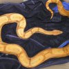 boa 3.