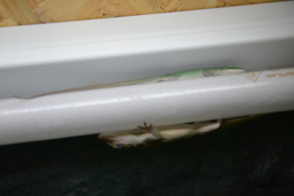 DSC 0267