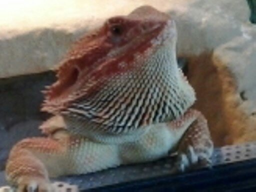 AGAMY 022