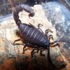 P.villosus black morph (800 X 600)