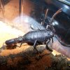 P.villosus black morph1 (800 X 600)