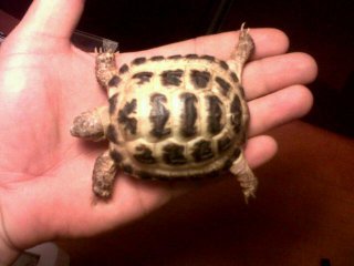 IMG00070 20120305 1318 (1) IMG00070 20120305 1318 (1)