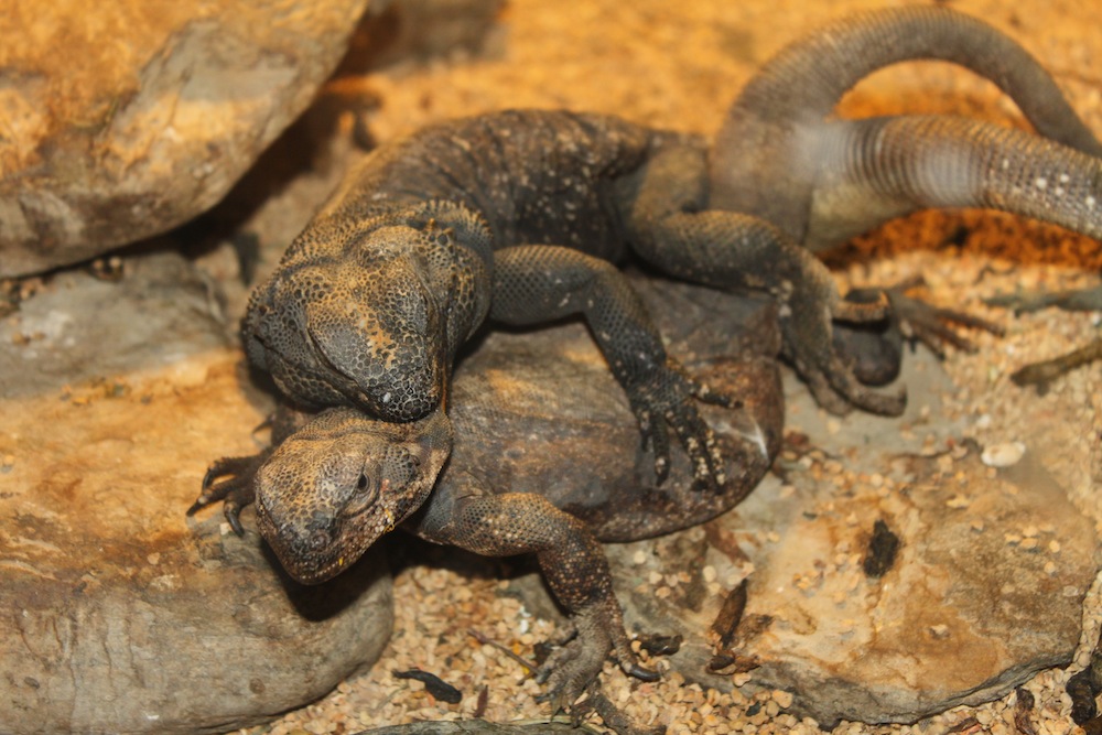 Sauromalus ater 20/02/2014