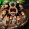 B. smithi