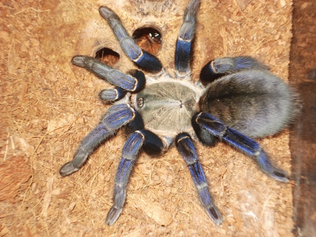 Haplopelma lividum