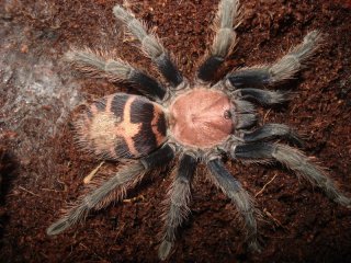 Cyclosternum fasciatum