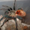 Chromatopelma cyaneopubescens