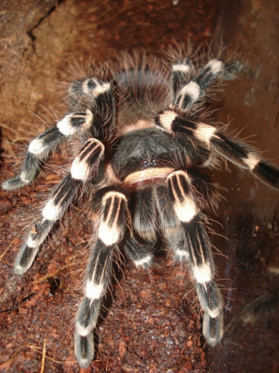 Acanthoscurria geniculata