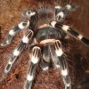 Acanthoscurria geniculata