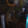moje terrarium dla orzęska