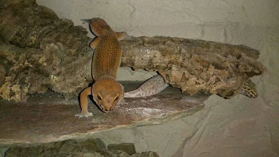 Electric Leopard Gecko Electric Leopard Gecko