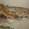 Electric Leopard Gecko