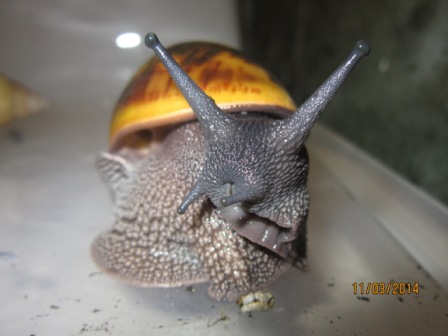 A. achatina Ghana