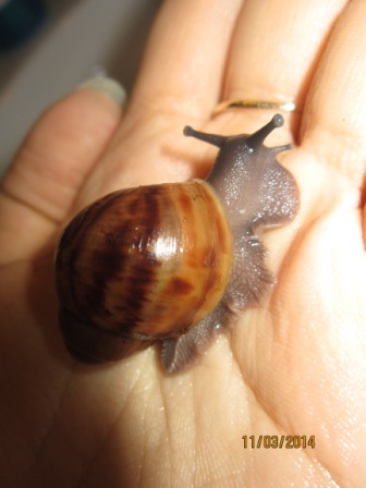 Arch. marginata