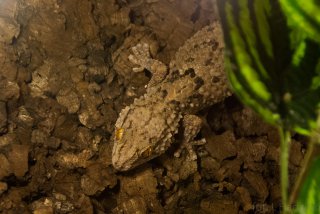 Mój "smok" Mój "smok"