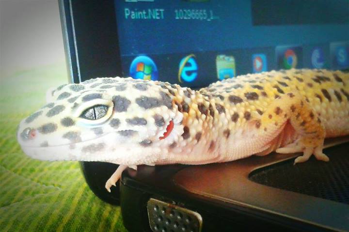 ;*
