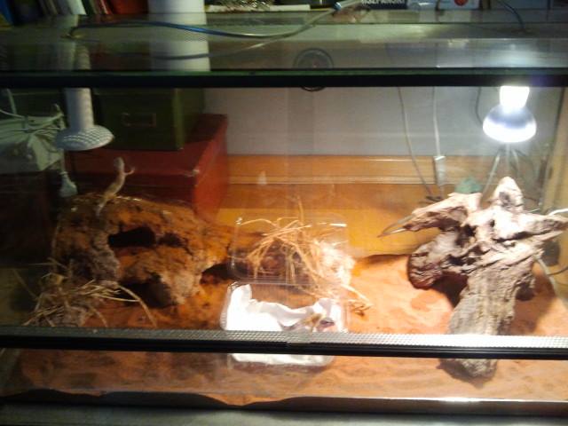 Terrarium