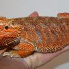 samiec (Large)