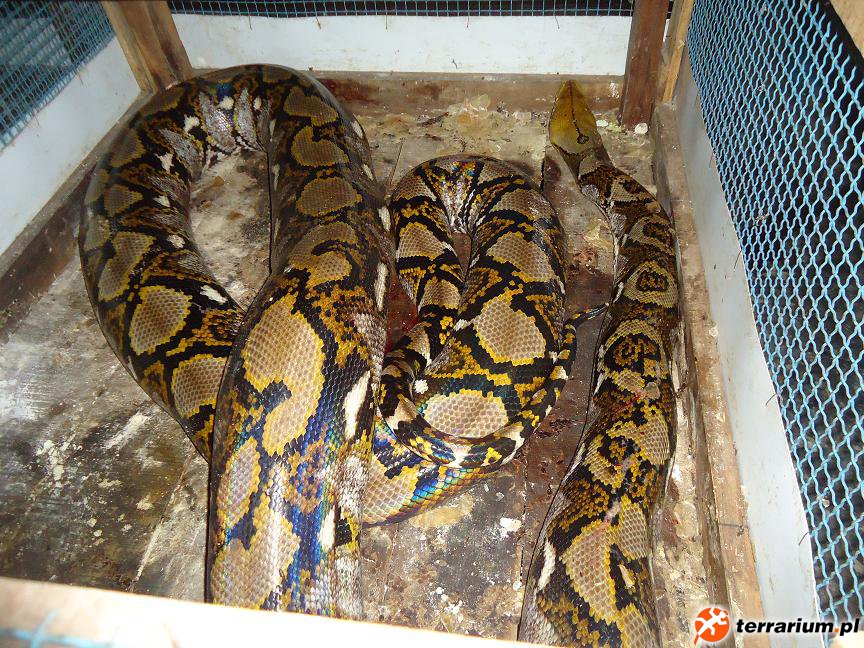 python