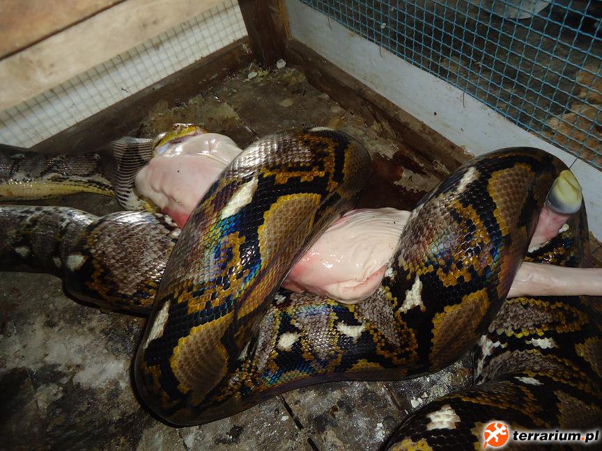 python