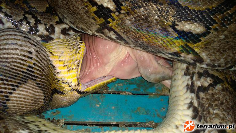 python