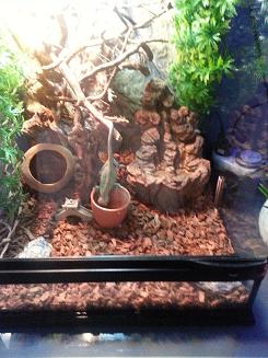 terrarium przed przerobka.