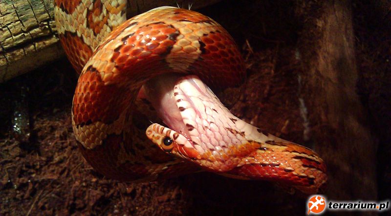 P.guttatus x P.emoryi - Rootbeer