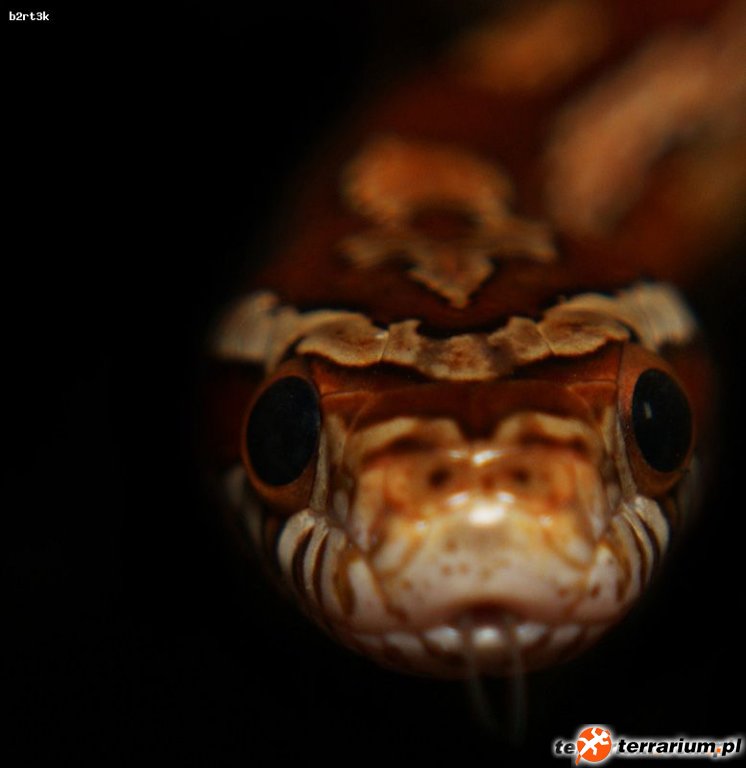P.Guttatus x P.Emoryi - Rootbeer