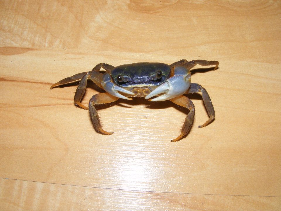 Krab tęczowy