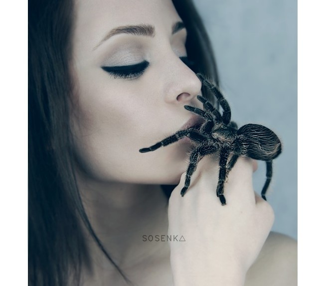 Brachypelma albopilosum (Osbourne)