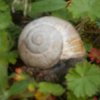 Leśny winniczek(Helix pomatia)