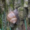 Leśny winniczek(Helix pomatia)