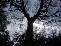 Korona klonu