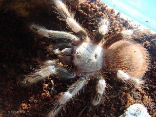 Nhandu chromatus Nhandu chromatus