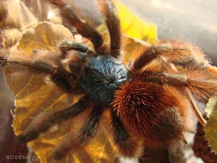 Avicularia versicolor